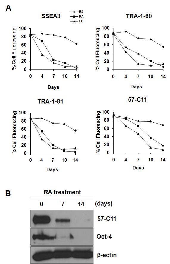 Flow cytometry 분석 (A)과 western blot (B)에 의한 미분화 인간 배아줄기세포(ES), RA-처리된 배아줄기세포 (RA)와 배아체 세포 (EB)에서 의 57-C11 항체와 인간 배아줄기세포 마커의 분화단계별 발현 양상.