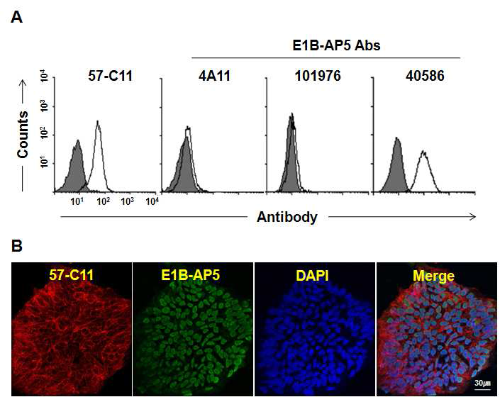미분화 인간 배아줄기세포에서의 57-C11 항체와 다른 E1B-AP5 항체의 발현 비 교.