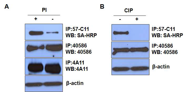 Phosphatae inhibitior (PI) 존재 유무 및 calf intestine alkaline phosphatase (CIP) 처리에 따른 57-C11항원의 특성.