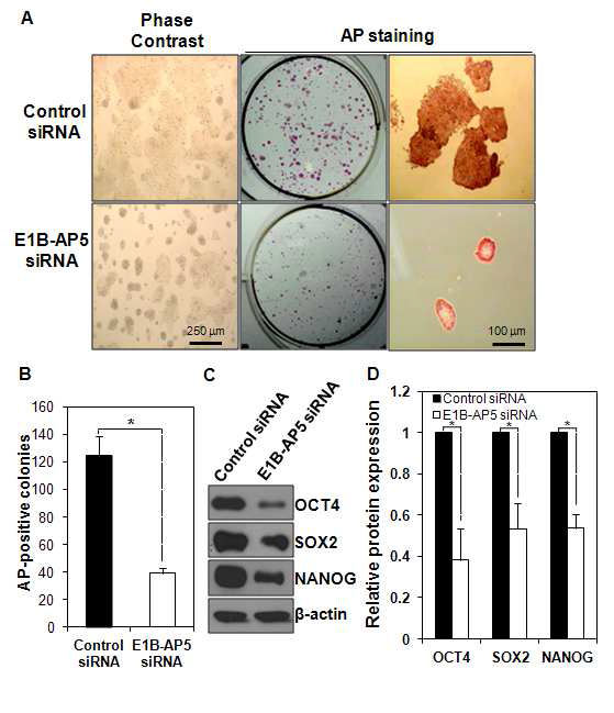 E1B-AP5 knockdown된 인간 배아줄기세포의 자가생장 (self-renewal)과 전분화능 (pluripotency)의 저해.