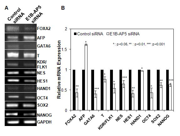 E1B-AP5 knockdown된 인간 배아줄기세포에서 내배엽 마커인 AFP 발현이 촉진된다.