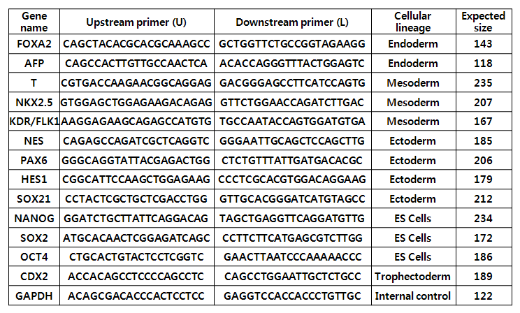 qRT-PCR을 위한 초기 분화마커의 primer