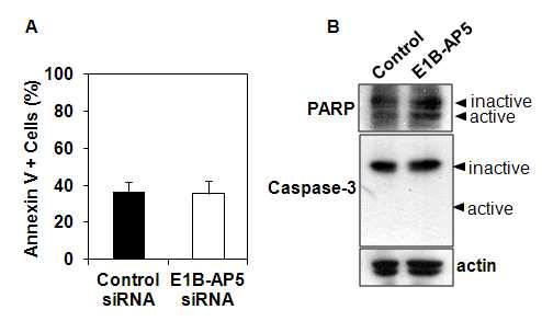 E1B-AP5 knockdow된 인간 배아줄기세포의 세포사멸 (apoptosis) 분석.