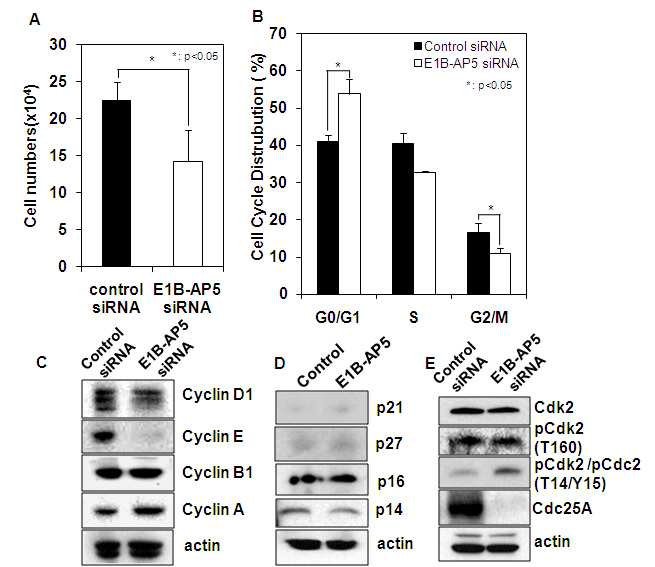 E1B-AP5 knockdow된 인간 배아줄기세포의 세포성장 (proliferation), 세포주기 와 세 포주기 regulator의 발현 분석.