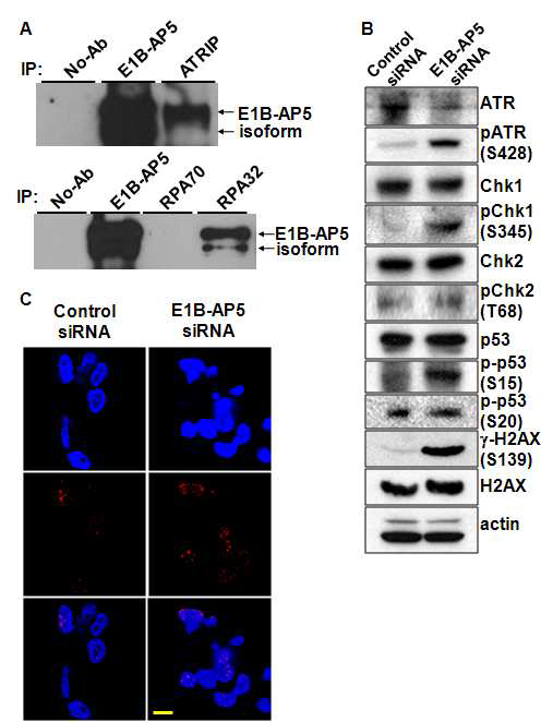 E1B-AP5 knockdow된 인간 배아줄기세포의 ATR 신호전달경 로 분석.