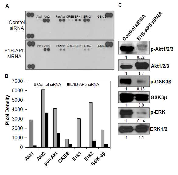 E1B-AP5 knockdown에 의한 p-AKT와 p-ERK 발현의 감소. E1B-AP5 siRNA를 transfection한 세포에서 관찰된 전분화능 (pluripotency), 세포 성장 (proliferation), 자가재 생 (self-renewal)의 감소와 관련된 signaling을 조사한 결과, E1B-AP5 knockdown 세포에서 p-AKT와 p-ERK 발현양이 크게 감소하였고, CREB 및 GSK-3β 또한 감소함을 보였다.