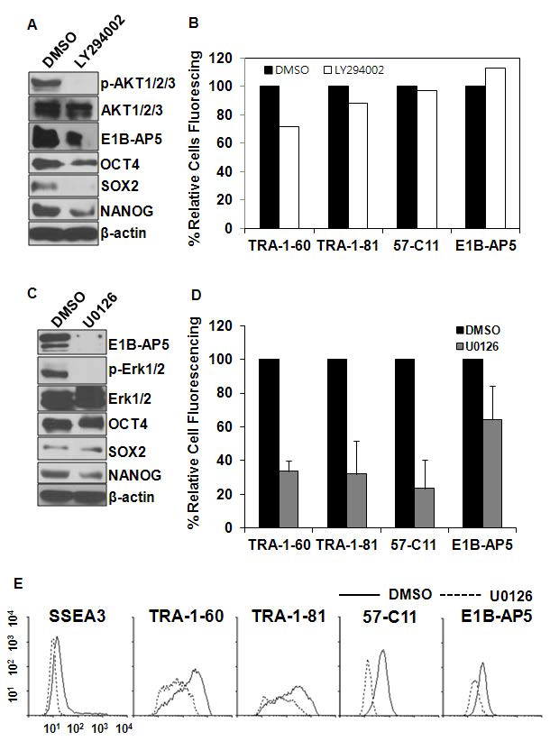 PI3K/AKT 및 ERK signaling inhibitor 처리된 인간 배아줄기세포에서 표 면마커 및 전분화능 (pluripotency) 마커의 발현 분석.