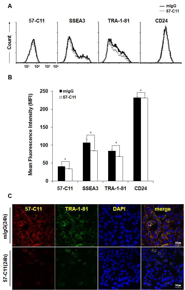 미분화 인간 배아줄기세포 H9에 mIgG 또는 57-C11 항체 (5ug/ml)를 처리한 결과 57-C11 항원과 배아줄기세포 표면 마커인 SSEA3와 TRA-1-81의 발 현이 약하게 감소하였고 (A,B), 미분화 및 분화된 배아줄기세포에서 발현되는 CD24의 발현은 변하지 않았다.