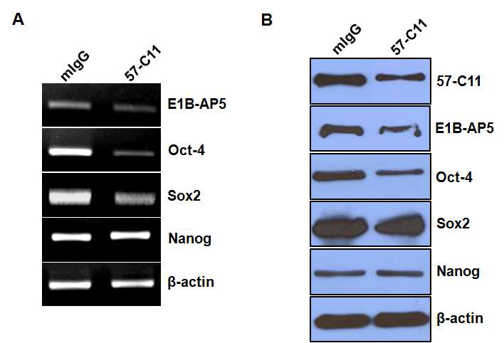 미분화 인간 배아줄기세포 H9에 mIgG 또는 57-C11 항체 (5ug/ml)를 처리한 후 RT-PCR과 western blot을 수행한 결과 57-C11 또는 40586에 반응하는 E1B-AP5와 배아줄기세포 전분화능 마커인 Oct-4, Sox2의 발현이 약하게 감소하였고, Nanog 발현은 변하지 않았다.
