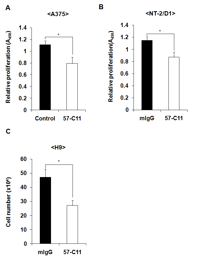 암세포 (A375와 NT-2/D1)와 미분화 인간 배아줄기 세포 H9에 mIgG 또는 57-C11 항 체 (5ug/ml)를 처리한 후 세포 성 장을 측정해 본 결과, A375와 NT-2/D1 세포에서는 57-C11 항체 를 처리한 세포의 성장률이 mIgG 처리 한 것에 비해 약 16% 정도 저해되었고, 인간 배아줄기세포에서 는 43%까지 저해되었다.