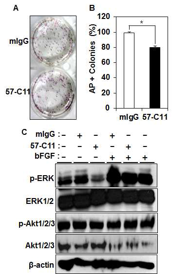 미분화 인간 배아줄기세포 H9에 mIgG 또는 57-C11 항체(5ug/ml)를 처리 한 후 colony formation 비율을 AP 염색 으로 확인 한 결과, 57-C11 항체 처리한 세포는 mIgG 보다 20%의 colony formation efficiency가 감소되었다 (그림 20A, B). 57-C11에 반응하는 E1B-AP5와 자가성장 및 세포성장과 관련있는 signaling pathway와의 관련성을 확인하 기 위해 mIgG 또는 57-C11 항체(5ug/ml) 를 처리한 결과 세포성장관련 signaling 분자인 인산화된 Akt (p-Akt)는 큰 변화 가 없었지만 자가성장관련 signaling 분자 인 인산화된 ERK (p-ERK)의 발현양이 57-C11 항체 처리시 mIgG 처리에 비해 현저하게 감소되었다(C).