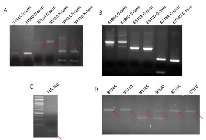 E1B-AP5 인산화 자리(phosphorylation site)의 변이체(mutants) 제작.