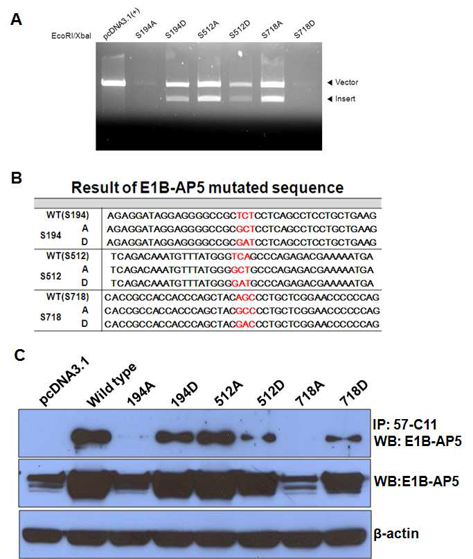 세포표면 E1B-AP5는 S194, S718에 인산화 되어 있다. (A) 각 변이 DNA를 pcDNA3.1(+) vector에 cloning하여 제한효소 EcoRI과 XbaI으로 잘라서 변이된 insert DNA를 확인한 결과, 약 5.4kb인 vector와 약 2.7kb인 insert DNA들을 확인하였다.