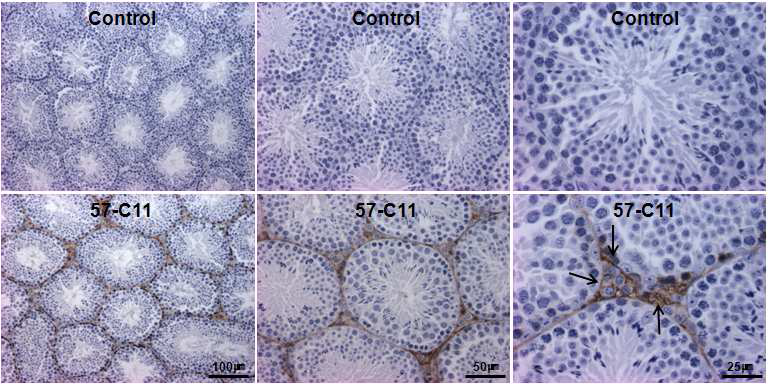 마우스 정소(testis)에서 57-C11 항원의 발현 분석 을 immnuohistochemistry를 통해 확인 한 결과, 정소 줄 기세포의 niche로 알려져 있는 interstitial tissue의 leydig cell과 peritubular cell에서 주로 염색이 됨을 알 수 있다