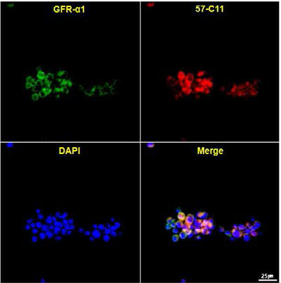 생쥐정원줄기세포 배양에서 57-C11 인식 E1B-AP5 항원의 발현 분석 을 형광을 통해 확인 한 결과, 정원줄기세 포의 대표적인 마커인 GFR-α1이 발현되 는 곳에 57-C11 항원 또한 같이 발현한다