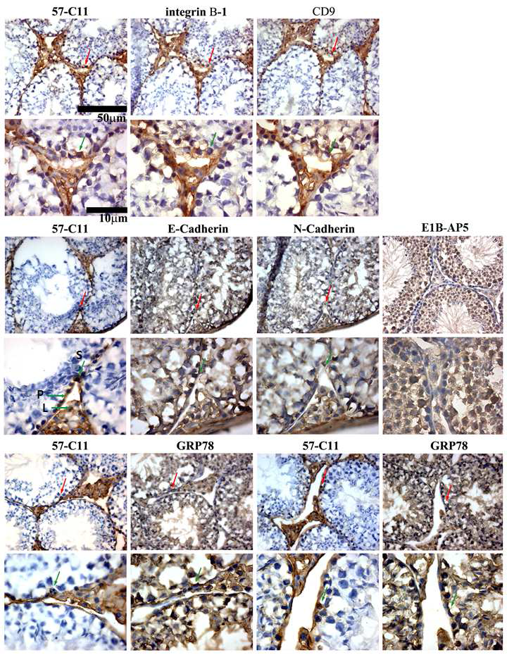 생쥐 정소의 immuonohistochemistry. 단일클론항체 57-C11과 생쥐 정원줄기세포 의 마커인 integrin β1, CD9, E-cadherin, N-cadherin로 7μm의 초박편 절편 후에 염색하 니 stem cell niche을 구성하는 peritubular myoid 세포(P), Leydig 세포(L)와 spermatogonial stem cell (S) 에서 함께 표면에서 발현하며, GRP78 염색과도 겹치지만 GRP78의 조직 전체에 걸친 발현으로 특이성을 구분하기 힘들었다.