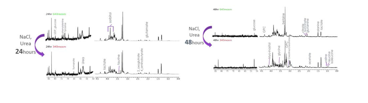 24시간 또는 48시간동안 각기 다른 osmol stress에 노출된 쥐의 신장 속수질 집합관 세포 의 1H NMR spectra