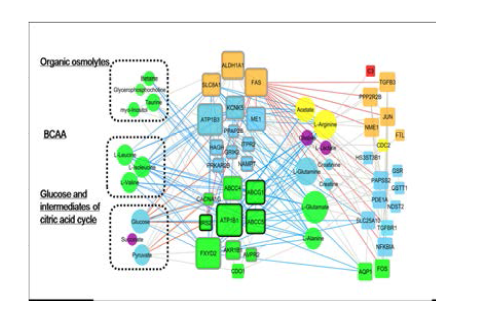 선택한 31개의 pathway 중, organic osmolytes, Branched chain amino acids (BCAA), Glucose and intermediates of citric acid cycle에 속하는 유전체와 대사체를 총괄적으로 분석하여 연관관계를 알아봄.