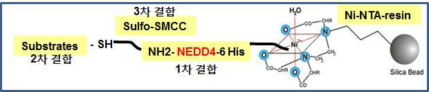 6-His tag 이용한 NEDD4 기질 단백질 발 굴 모식도