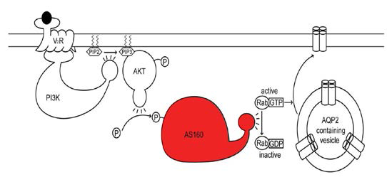 항이뇨호르몬-의존성 AQP2의 세포내 수송에서 PI3K/Akt/AS160 pathway의 역할. 항이뇨호르몬에 의한 Akt의 인 상화는 AS160의 인산화를 유도하며, 이를 통해 AS160의 GAP (GTPase activating protein) 활성도가 감소되고, 활성화된 (GTP 발현이 높은) Rab 단백질의 역할로 인해 AQP2의 세포내 수송이 증가함.