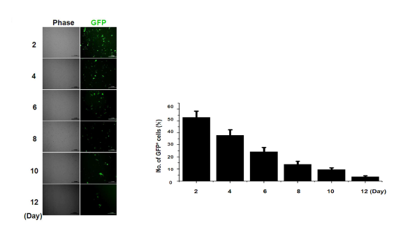 non-Viral 시스템을 이용한 유전자 도입에서 시간에 따른 GFP 발현의 감소를 확인함.