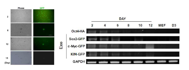 시간 경과에 따른 유도 만능 줄기세포주를 확립하기 위해 도입한 전사인자의 발현 감소 확인.