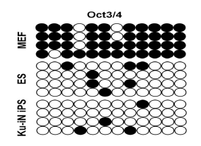 배아섬유아세포(MEF)와 배아줄기세포(ES), 유도 만능 줄기세포(Ku-iN iPS)의 methylation 패턴 비교.