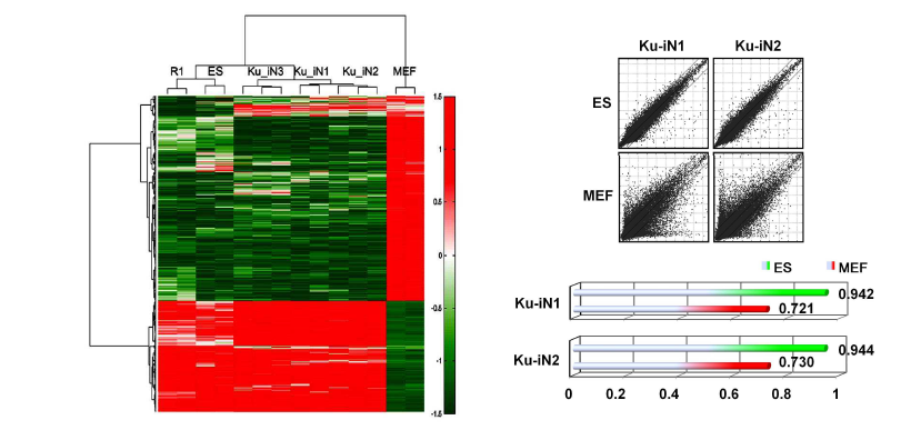 DNA Microarray analysis와 Scatter plots 이용한 배아줄기세포와의 유사성 검증.