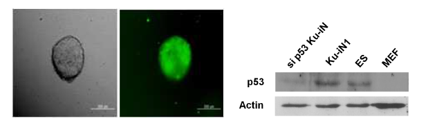 non-viral system을 이용한 유도 만능 줄기세포의 구축과 western blot을 통한 p53 단백질의 발현 감소 확인.