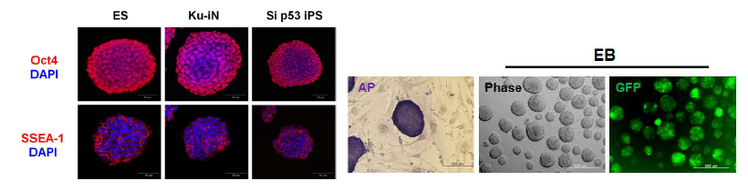 구축한 유도 만능 줄기세포에서의 미분화 마커의 발현과 embryonic body 생성 확인.