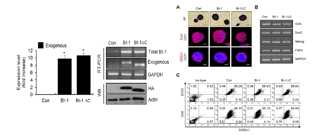 Lentivirus를 이용한 BI-1 유전자의 과발현 확인 및 줄기세포 마커 발현 확인.