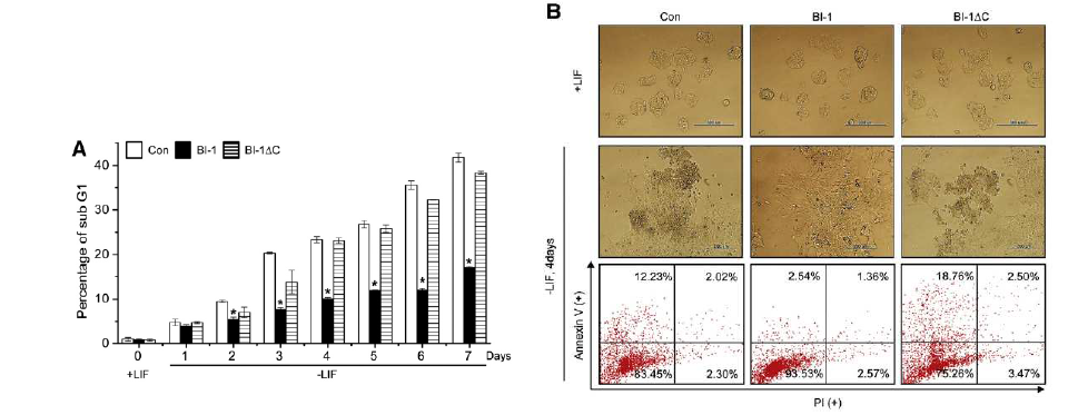 BI-1 유전자 과발현에 의한 줄기세포의 세포사멸 감소 확인.