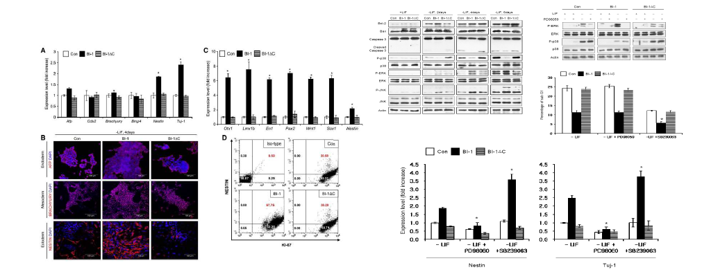 BI-1이 과발현 된 배아줄기세포의 spontaneous 분화 유도를 통한 외배엽 분화 마커 발현 증가 확인 및 연관 신호전달체계 확립.