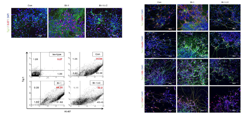 BI-1이 과발현 된 배아줄기세포의 효율적인 신경 분화 가능성 확인.