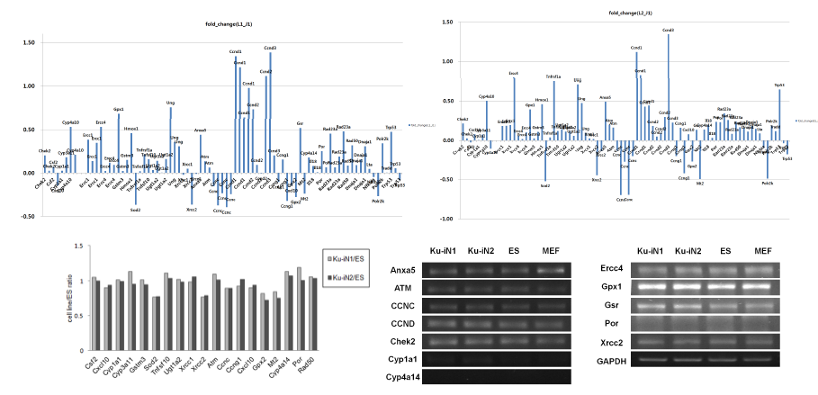 Microarray 데이터와 RT-PCR을 이용한 non-viral system의 안전성 검증.