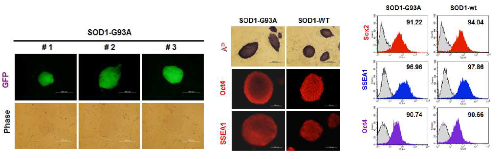 SOD 마우스 섬유아세포를 이용한 유도 만능 줄기세포주 확립 및 배아줄기세포와의 유사성 검증