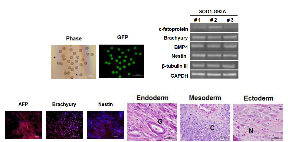 SOD 마우스 유래 유도 만능 줄기세포의 삼배엽 분화능 검증