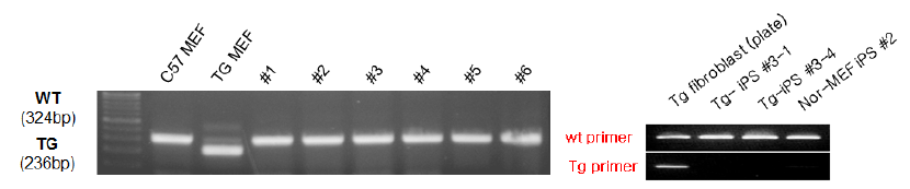 Genomic PCR을 통한 루게릭병 질환 모델 마우스 유래 검증 불가 및 문제점 파악.