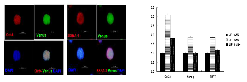 Small molecule을 첨가한 유도 만능 줄기세포에서 배아줄기세포의 미분화 마커 발현 증가 확인.