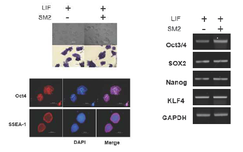 small molecule에 의한 미분화 줄기세포 마커 발현증가를 마우스 배아줄기세포주 (D3)에서 확인.