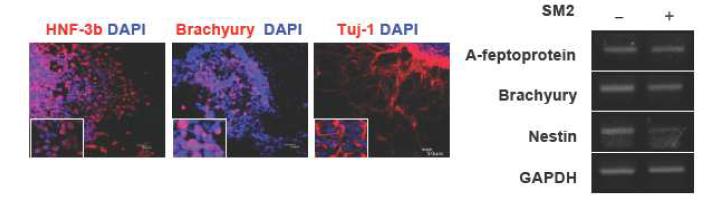 Small molecule 처리시에도 정상적인 삼배엽 분화양상을 나타냄을 마우스 배아줄기세포주 (D3)에서 확인.