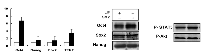 Small molecule에 의한 줄기세포의 미분화 마커 발현의 증가 및 신호전달 체계를 마우스 배아줄기세포에서 확인.