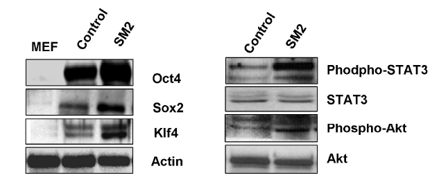 Small molecule에 의한 줄기세포의 미분화 마커 발현증가 및 신호전달 체계를 확인.