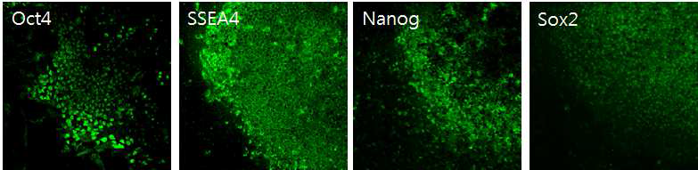 배아줄기세포에서 특이적으로 발현되는 유전자인 Oct4, SSEA4, Nonog, Sox2 의 발현을 면역형광염색법을 이용하여 confocal 현미경 이미지 (200배 배율)