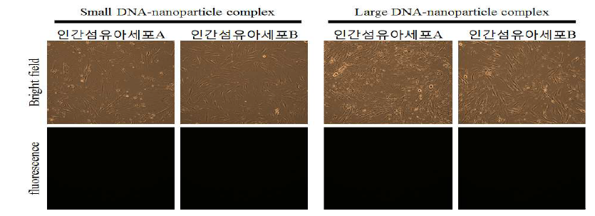 새롭게 선정한 나노파티클을 이용하여 GFP 형광 유전자를 도입하고 형광의 발현을 확인함..