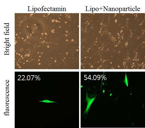 인간 섬유아세포 A 에 나노파티클을 이용하여 GFP 형광 유전자를 도입함.