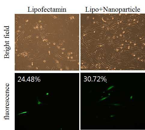 인간 섬유아세포 B에 나노파티클을 이용하여 GFP 형광 유전자를 도입함.