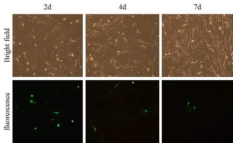 인간 섬유아세포 B 에 나노파티클을 이용하여 GFP 유전자를 도입한뒤 시간이 지남에 따른 형광 발현의 감소를 확인