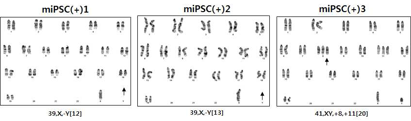 pathway inhibitor가 있는 조건에서 배양한 mouse 유도만능 줄기세포의 karyotyping 결과.