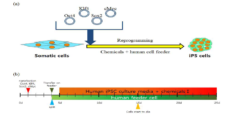 인간 섬유아세포에 나노파티클을 이용하여 역분화 인자를 주입한뒤 개량된 조건으로 세포를 배양.